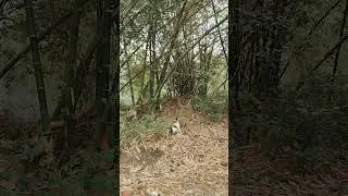dog and birds fighting