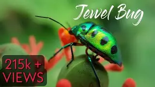 Beautiful Green Guest Visit - Jewel Bug 4K Video