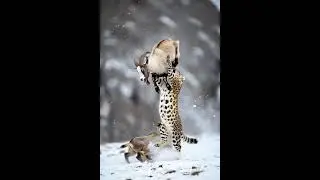 ✨ Nature's Pure Power: Snow Leopard Hunt | प्रकृति की शक्ति: तेंदुए का शिकार #rescue #fyp #viral