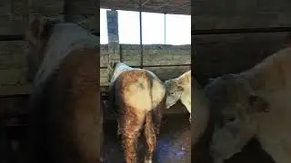 Прилегли немного 😂 #love #music #bulls #farm #farmer