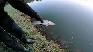 Pike session carnacier