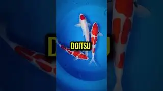The Top 5 Most Expensive Types of Koi Fish #aquarium #fish #shorts