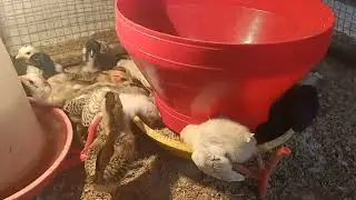 desi chick brooding, desi chicken brooding, 