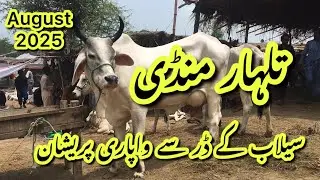 Talhar Mandi update 30-8-25