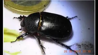 Pentodon  idiota  Greece 26 5 19