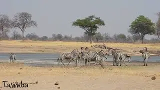 Happy Zebra Day!
