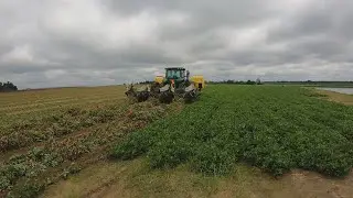 Heavy rains challenge Georgia peanut farmers at harvest season's start | Here's what we know
