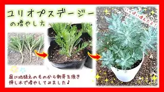 【ユリオプスデージーの増やし方】