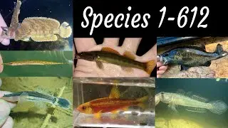 Taxonomic Photo Lifelist