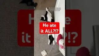 That was not for you Oreo... 😭 #cats #catlove #fatcat #catlover #cutecats #catpeople #catperson