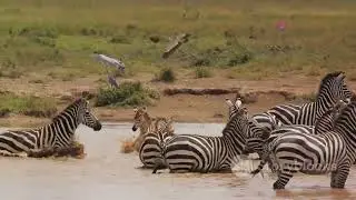 The Grazing Life of Zebras.