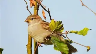 Female Sparrow Call | Sparrow Female Sound | Female Sparrow Singing | Female Sparrow Bird