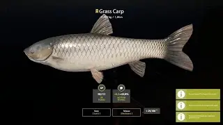 Russian Fishing 4 - Grass Carp Trophy 31,985 kg - Bear Lake