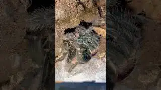 Что это такое?? Если вы знаете, то знаете 👀🕷️