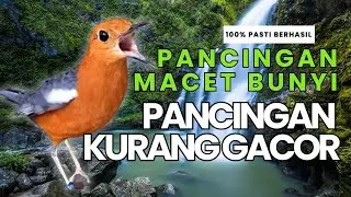 LANGSUNG NYAUT 10000 % ‼️ ANIS MERAH MACET BUNYI JIKA DENGAR SUARA INI PASTI NYAUT LANJUT GACOR | 62