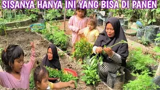 SISA HANYA INI PANEN YANG ADA DI KEBUN PEKARANGAN BELAKANG RUMAH DI MASAK UNTUK MENU MAKAN SIANG 