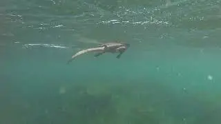 Isla Fernandina, Galapagos, Ecuador - snorkeling July 2024