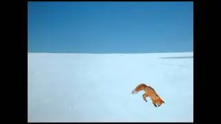 Fox Jump Fail.wmv