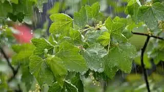 Rainfall Sounds for Peaceful Mind 🌧️💆&zwj;♂️ #PeacefulRain | Quiet Nights