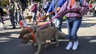 Thousands of dogs walk in Idaho Humane Society fundraiser 'See Spot Walk'