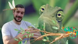 What to do if you find chameleons in the garden