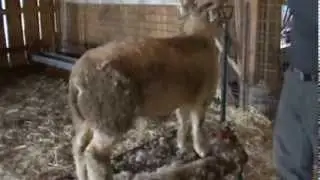 Romney Trimming Video