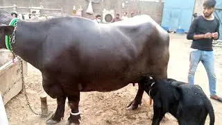 Pure Neil Buffalo For Sale 03007747732