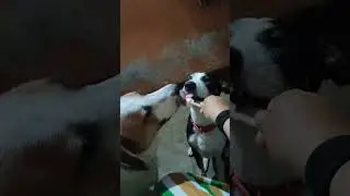 Dog bros sharing popsicle. #happydogs #youtubeshorts #summervibes #puppylove