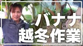 【バナナの越冬】国内における越冬の可能性と、苗を手軽に手に入れる方法