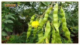New pigeon pea varieties to help farmers cope with climate change