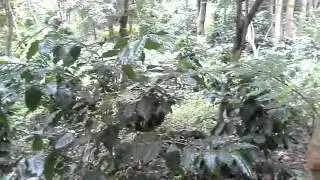 Coffee Growing in northern Thailand under natural conditions