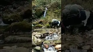 Chumbub La trek west Sikkim Nepal Border #shorts #explore