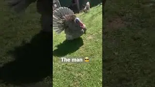 Tom Turkey is the man 😎