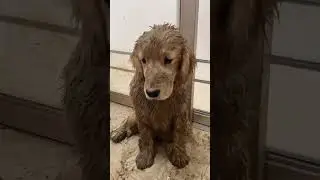 A dog playing with mud funny happy Love tiktok foryou fyp... #Shorts #barkbloopers