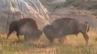 Rutting Bison