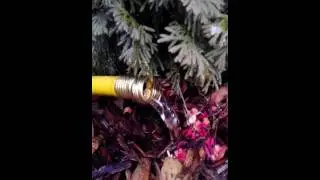 Winter watering tips