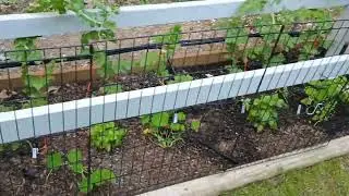 June 9th, 2025 - Barber's Garden - Cherokee Village Arkansas