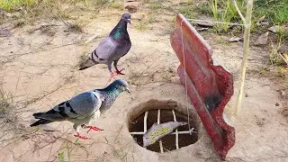 Quick Unique Pigeon Bird Trap Using Brick & Wood #youtube #funny #Bird Trap