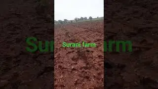 અમારી નવી વાડી જામફળ નું વાવેતર કર્યું 20/7/23#farm #fruit #gauva #agriculture #farming #khedut