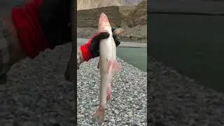 fishing | himalayan fish | trout fish #shorts