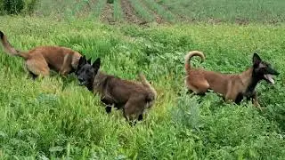 The Malinois is a type of dog that never gets tired but has a terrible ability to work.
