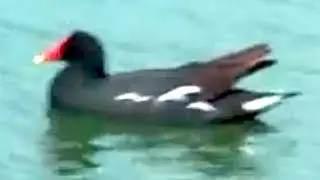 Moorhuhn, common moorhen, Gallinula chloropus, tiqui, taca-taca, Crazy Chicken