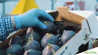 2020 - PERLA FRUIT (TURKEY) - Fig Line