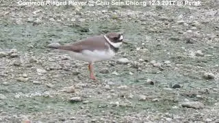 Common Ringed Plover @ Chiu S C DSCN9605