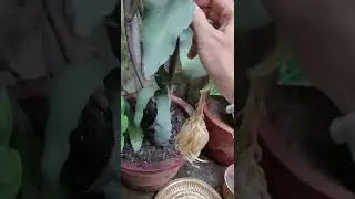 Next day morning after full night bloom.... Night Queen (Brahma kamal) flower