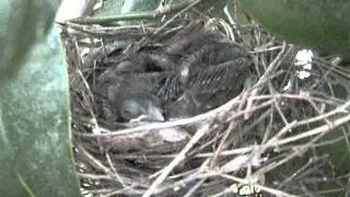 1 week-old cardinal babies