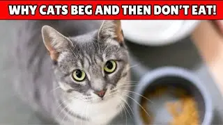Why Cats Beg for Food But Don't Eat It
