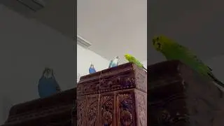 ❤️🦜#peruși #animales #iepuri #rabbit #bunny #rom&acirc;nia #porumbei #pets #rabbit #cute #cat