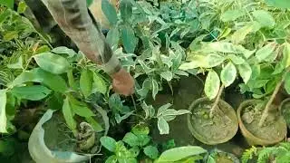 آم کی سب ورائٹی دستیاب ہیں ان کے علاوہ اور بہت کچھ 