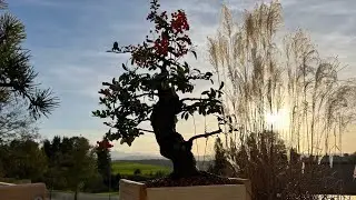 🇫🇷 De nouveaux arbres sont arrivés dans le jardin : Premier arbre Pyracantha